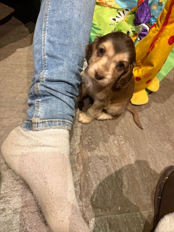 Cocker Spaniel puppies for sale in Hereford, Herefordshire – KC registered, 7 weeks old - Image 15 of 15