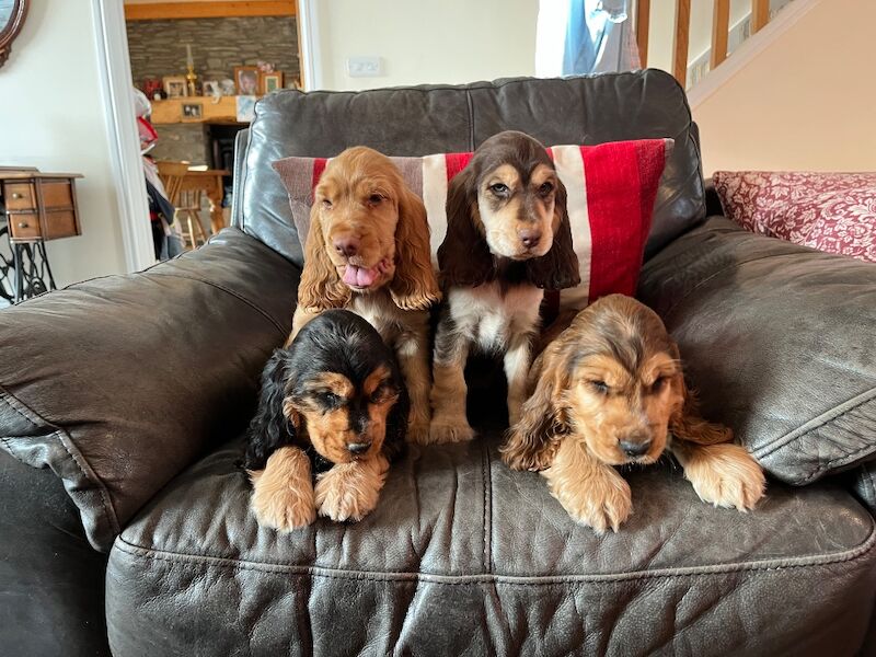 Cocker Spaniel puppies for sale in SA40 9QJ – KC registered, 9 weeks old