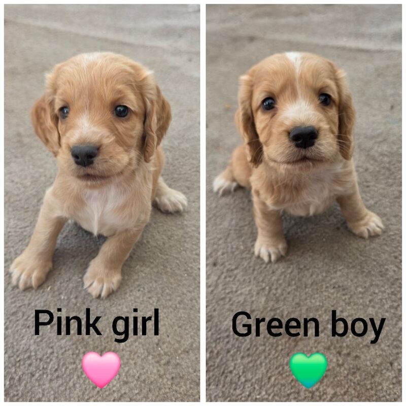 KC Reg health tested working cocker spaniels