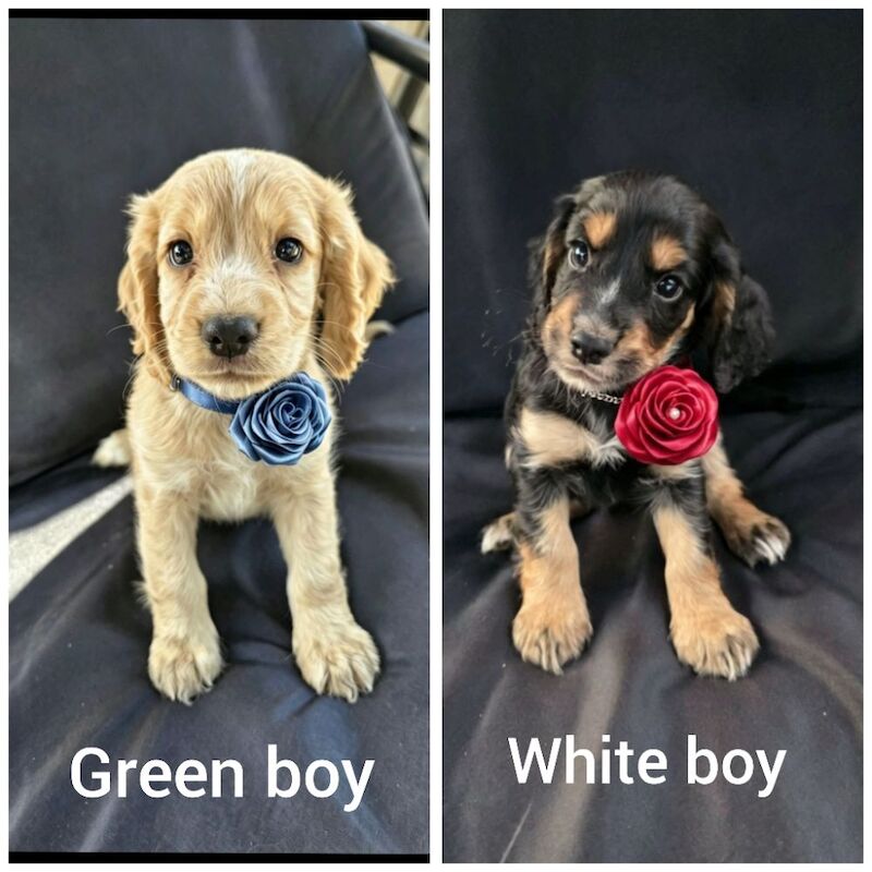 KC Reg health tested working cocker spaniels