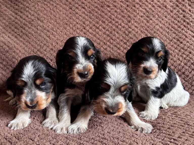 Cocker Spaniel puppies for sale in Havant, Hampshire – KC registered, 4 weeks old