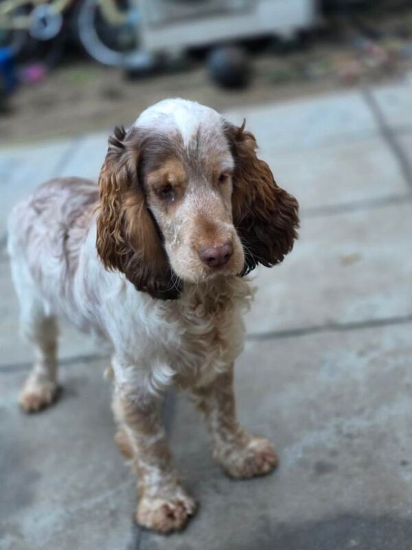 Cocker Spaniel puppies for sale in Dereham, Norfolk – KC registered, 8 months old