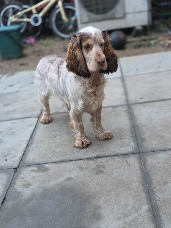 Cocker Spaniel puppies for sale in Dereham, Norfolk – KC registered, 8 months old - Image 2 of 5