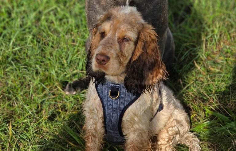 Cocker Spaniel puppies for sale in Dereham, Norfolk – KC registered, 8 months old - Image 3 of 5