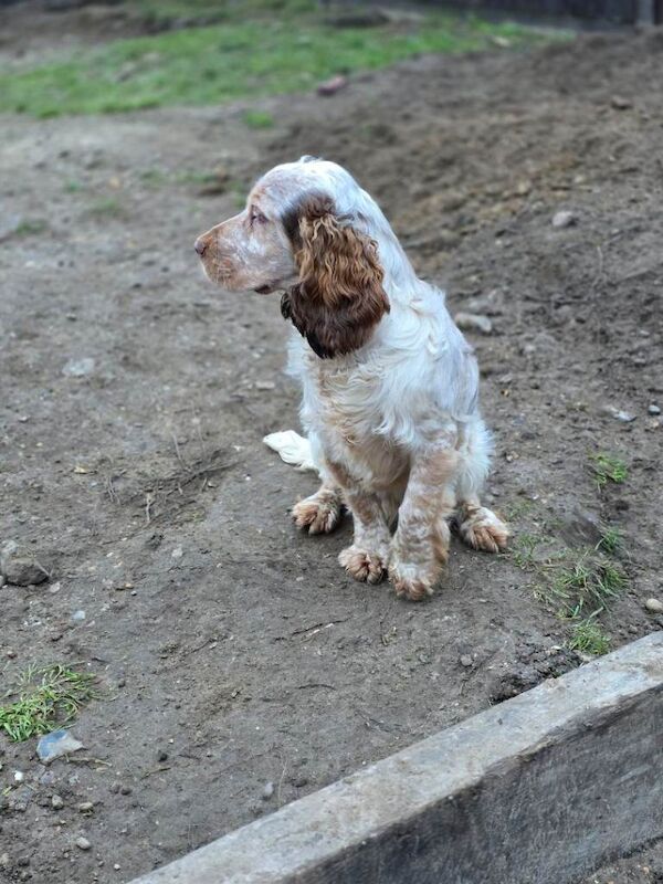 Cocker Spaniel puppies for sale in Dereham, Norfolk – KC registered, 8 months old - Image 5 of 5