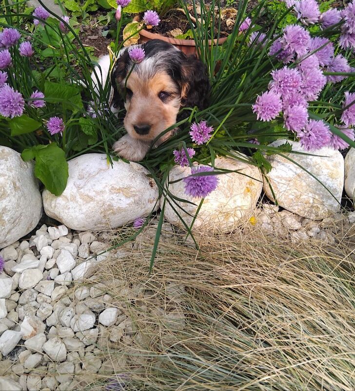 KC REG SHOW COCKER SPANIEL for sale in Newcastle upon Tyne, Tyne and Wear