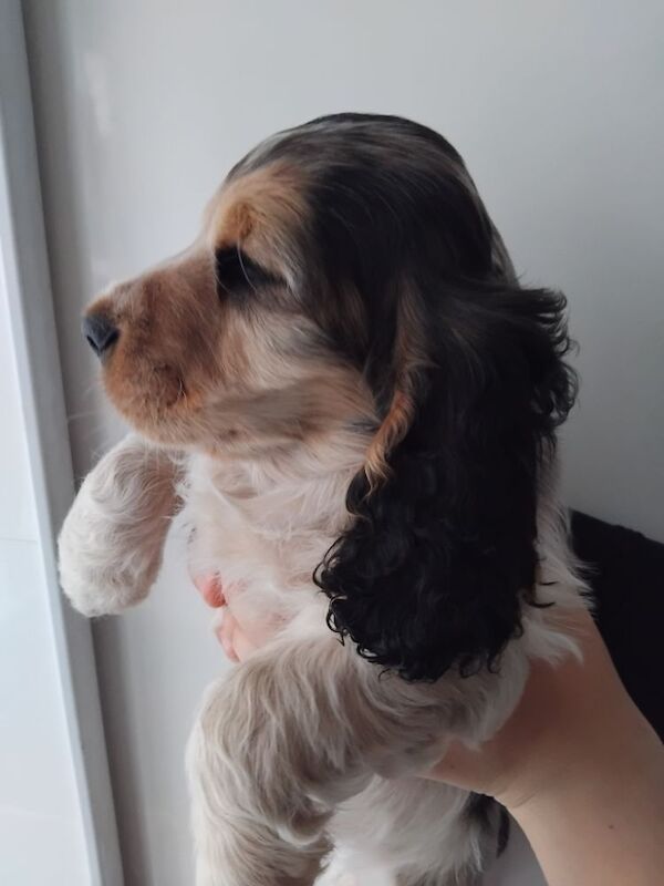 KC REG SHOW COCKER SPANIEL for sale in Newcastle upon Tyne, Tyne and Wear | Image 2
