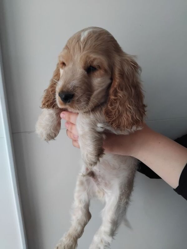 KC REG SHOW COCKER SPANIEL for sale in Newcastle upon Tyne, Tyne and Wear