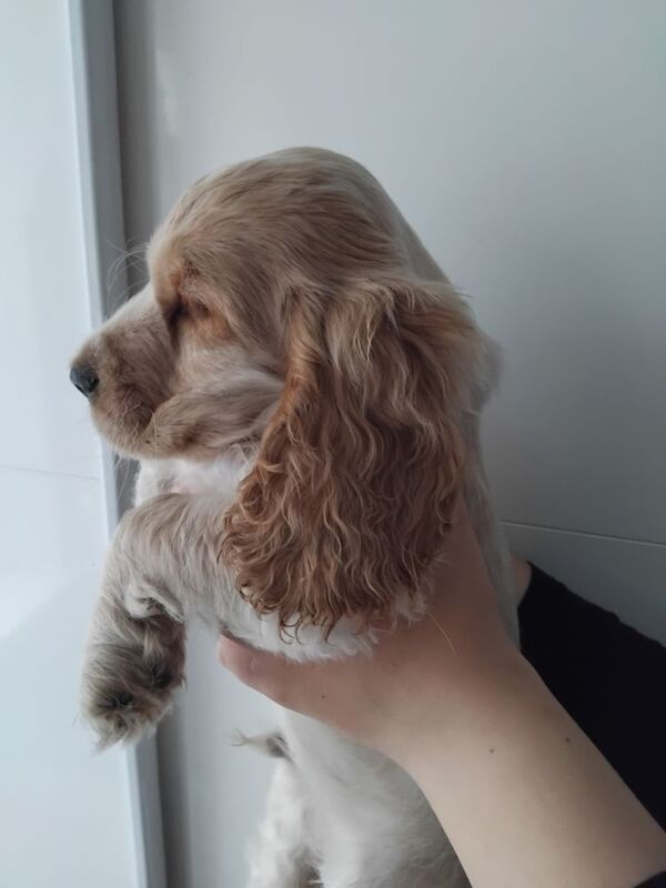 KC REG SHOW COCKER SPANIEL for sale in Newcastle upon Tyne, Tyne and Wear | Image 4