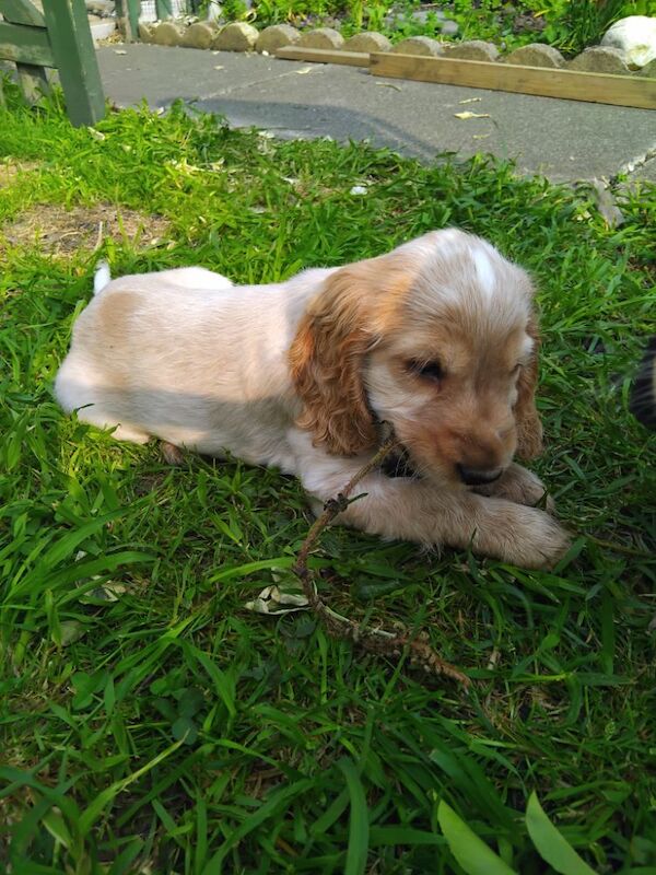 KC REG SHOW COCKER SPANIEL for sale in Newcastle upon Tyne, Tyne and Wear | Image 4