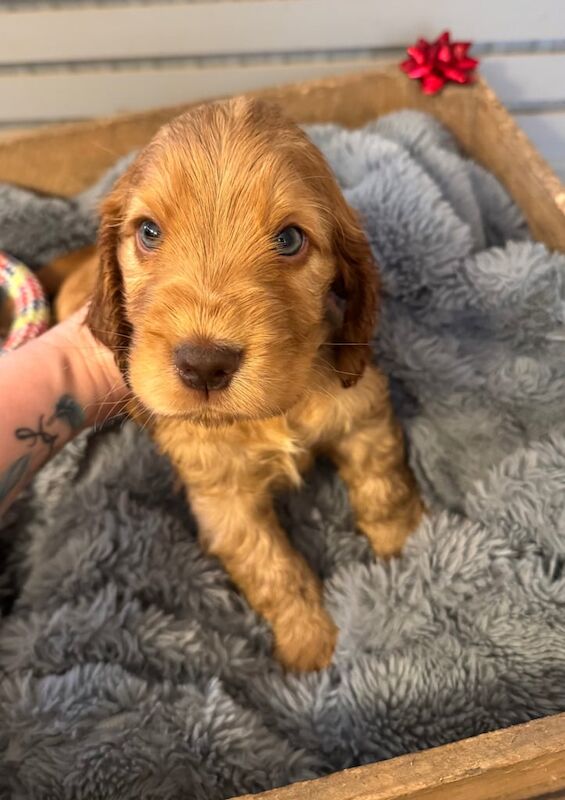Cocker Spaniel puppies for sale in West Bromwich, West Midlands – KC registered, 10 months old - Image 1 of 3