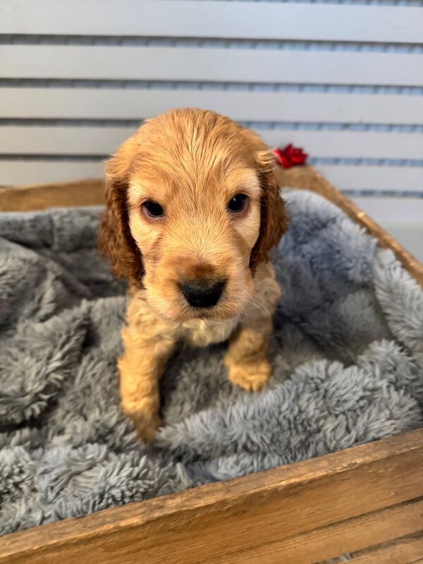 Cocker Spaniel puppies for sale in West Bromwich, West Midlands – KC registered, 10 months old - Image 2 of 3