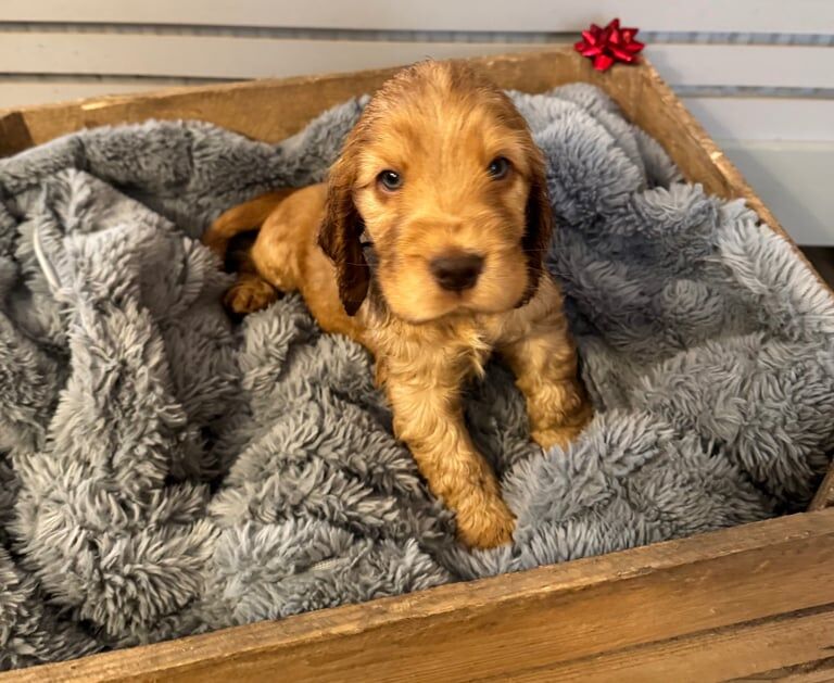 Cocker Spaniel puppies for sale in West Bromwich, West Midlands – KC registered, 10 months old - Image 3 of 3
