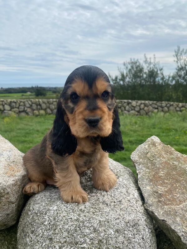Cocker Spaniel puppies for sale in Newry, County Armagh – KC registered, 7 weeks old
