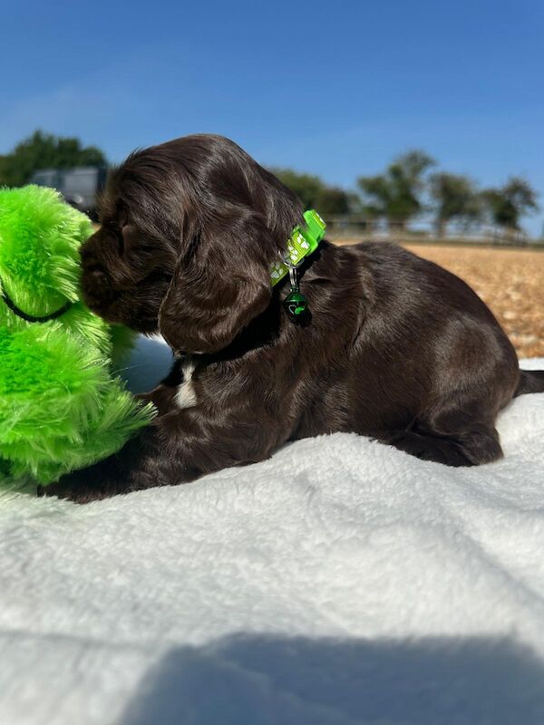 Cocker Spaniel puppies for sale in Burton upon Trent, Staffordshire – KC registered, 9 weeks old - Image 6 of 15