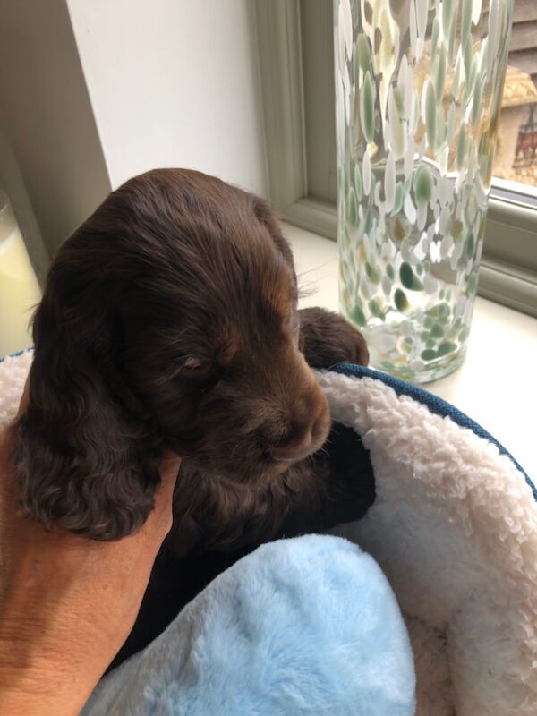 Cocker Spaniel puppies for sale in Burton upon Trent, Staffordshire – KC registered, 9 weeks old - Image 13 of 15