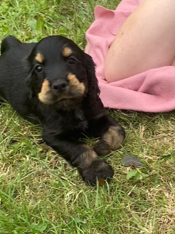 Cocker Spaniel puppies for sale in Wrexham / Wrecsam, Clwyd – 8 weeks old - Image 3 of 3