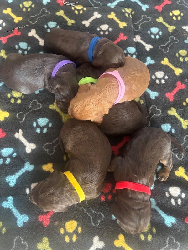 Cocker Spaniel puppies for sale in Bootle, Merseyside – KC registered, 2 weeks old