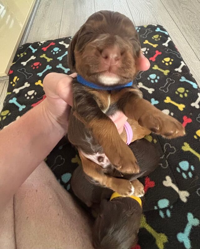 Cocker Spaniel puppies for sale in Bootle, Merseyside – KC registered, 2 weeks old - Image 2 of 3