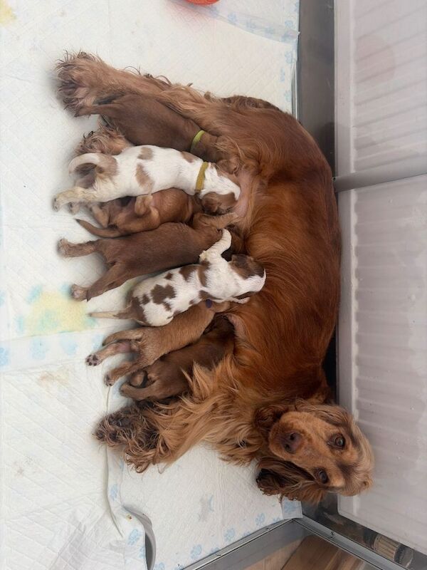 Kc reg stunning show cocker spaniels