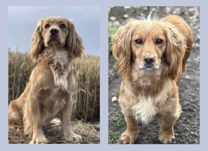 KC reg Working Cocker Spaniel