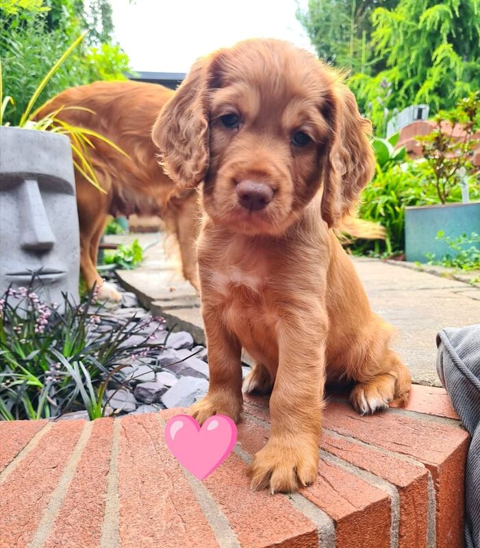 Cocker Spaniel puppies for sale in Dudley, West Midlands – KC registered, 6 weeks old