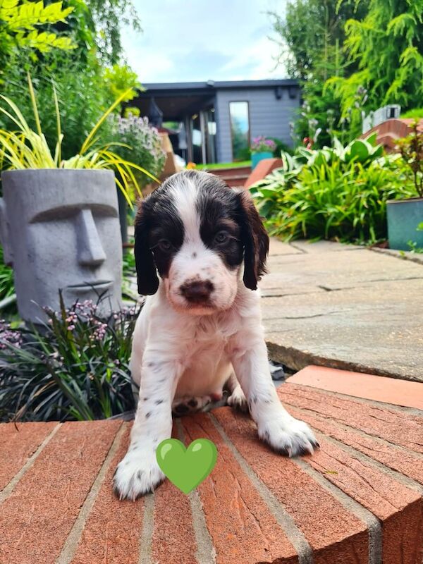 Cocker Spaniel puppies for sale in Dudley, West Midlands – KC registered, 6 weeks old - Image 2 of 3