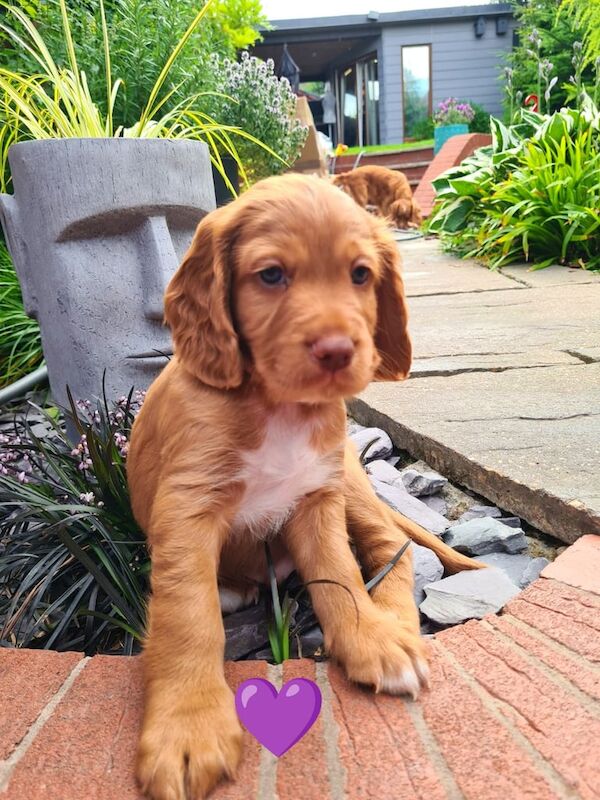 Cocker Spaniel puppies for sale in Dudley, West Midlands – KC registered, 6 weeks old - Image 3 of 3