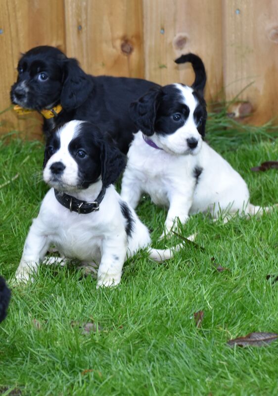 Cocker Spaniel Dogs And Puppies For Sale Under £943 From Licensed