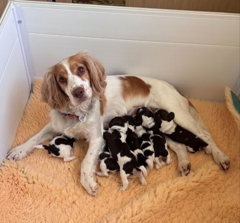 KC REG WORKING COCKERS FULL GENE TESTED for sale in Shotley, Suffolk | Image 2
