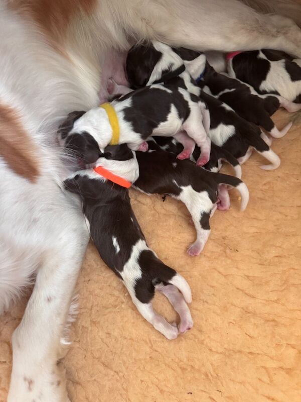 KC REG WORKING COCKERS FULL GENE TESTED for sale in Shotley, Suffolk | Image 3