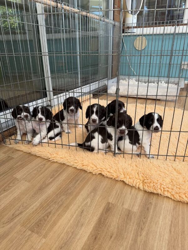 KC REG WORKING COCKERS FULL GENE TESTED for sale in Shotley, Suffolk - Image 6