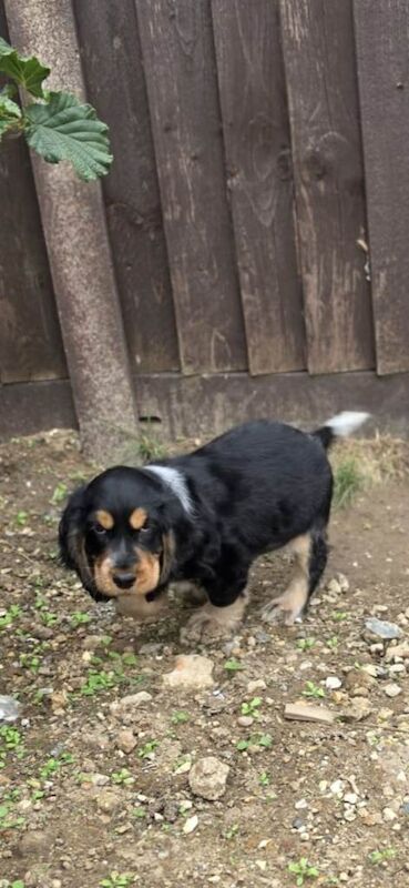 Kc REGISTERED Black and Tan ROAN Cocker Spaniel