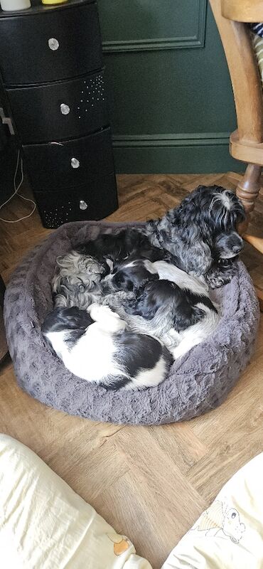 Cocker Spaniel puppies for sale in Maidenhead, Berkshire – KC registered, 3 months old - Image 2 of 3