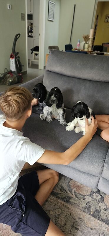 Cocker Spaniel puppies for sale in Maidenhead, Berkshire – KC registered, 3 months old - Image 3 of 3