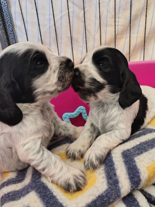 Cocker Spaniel puppies for sale in Belleek, County Fermanagh – KC registered, 7 weeks old