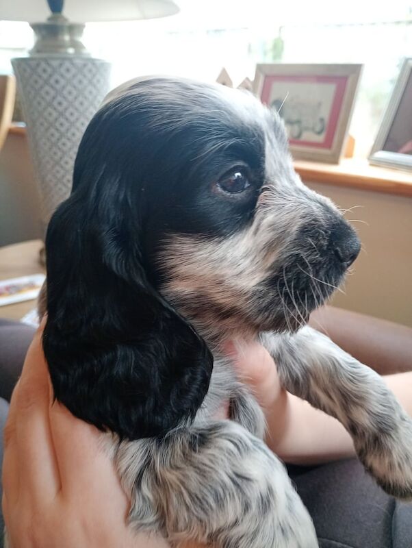 Cocker Spaniel puppies for sale in Belleek, County Fermanagh – KC registered, 9 weeks old - Image 2 of 3