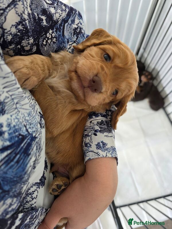 KC registered champion working cocker spaniel pups for sale in Orpington, Greater London