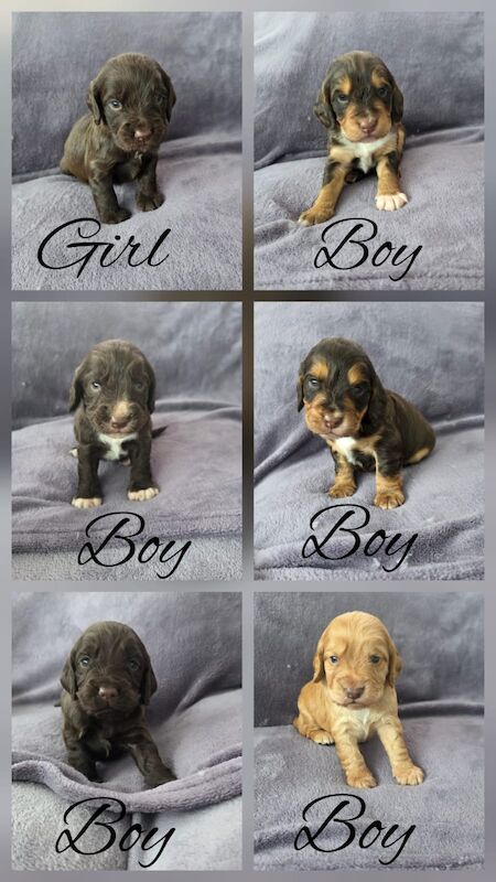 KC registered champion working cocker spaniel pups for sale in Orpington, Greater London | Image 2
