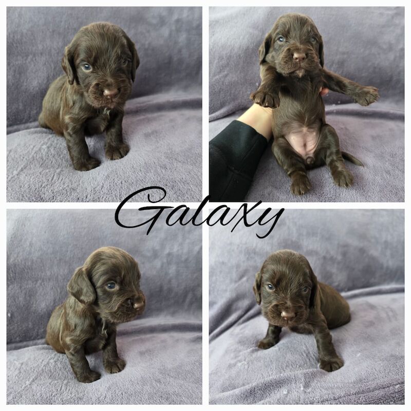KC registered champion working cocker spaniel pups for sale in Orpington, Greater London | Image 3