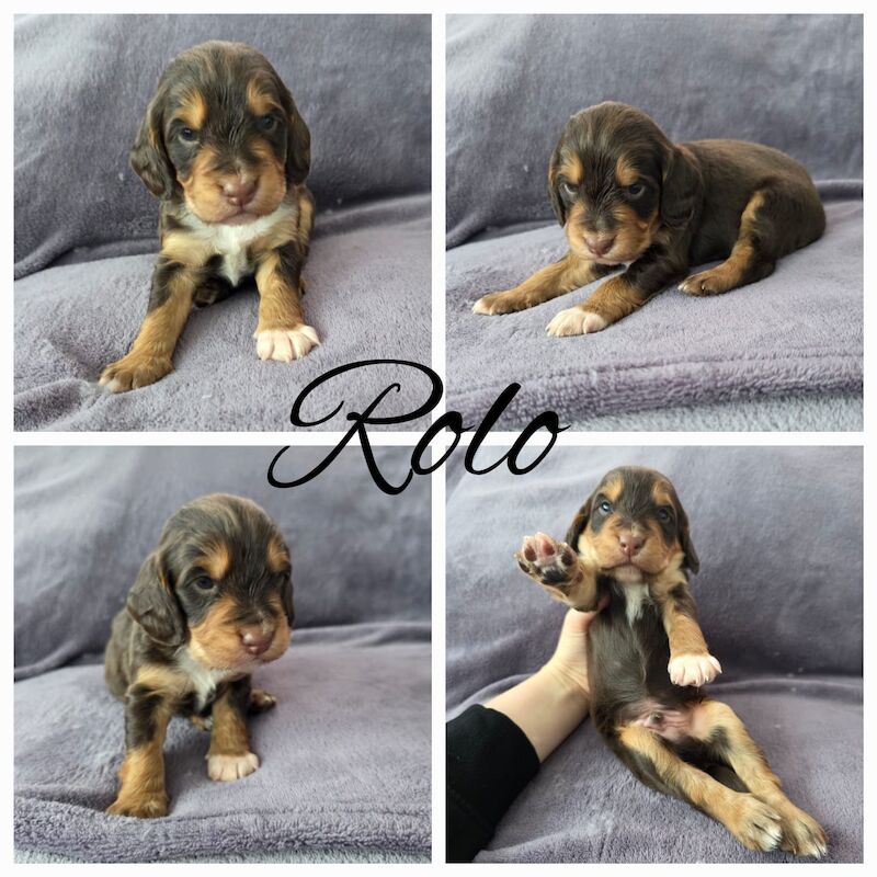 KC registered champion working cocker spaniel pups for sale in Orpington, Greater London | Image 4