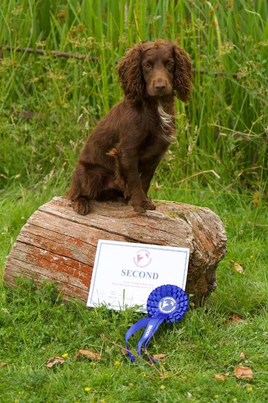 3 left KC registered champion working cocker spaniel pups for sale in Orpington, Greater London | Image 2