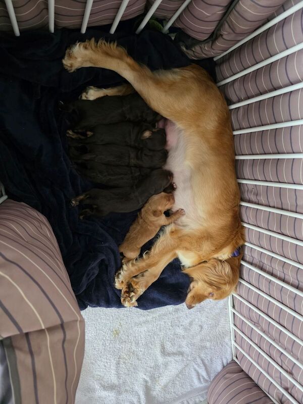 3 left KC registered champion working cocker spaniel pups for sale in Orpington, Greater London | Image 4