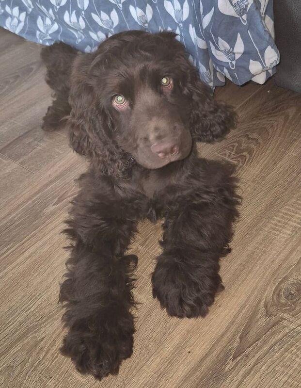 Cocker Spaniel puppies for sale in West Derby, Merseyside – KC registered, 3 months old