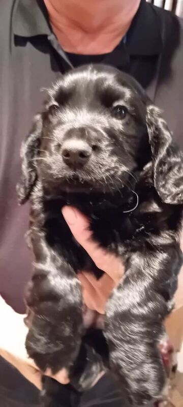 Cocker Spaniel puppies for sale in Lanark, South Lanarkshire – 5 weeks old