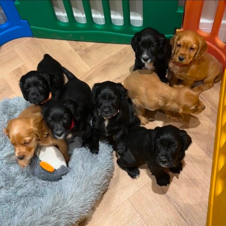 Cocker Spaniel puppies for sale in Wheatley Hill, Durham – KC registered, 1 year old - Image 2 of 3