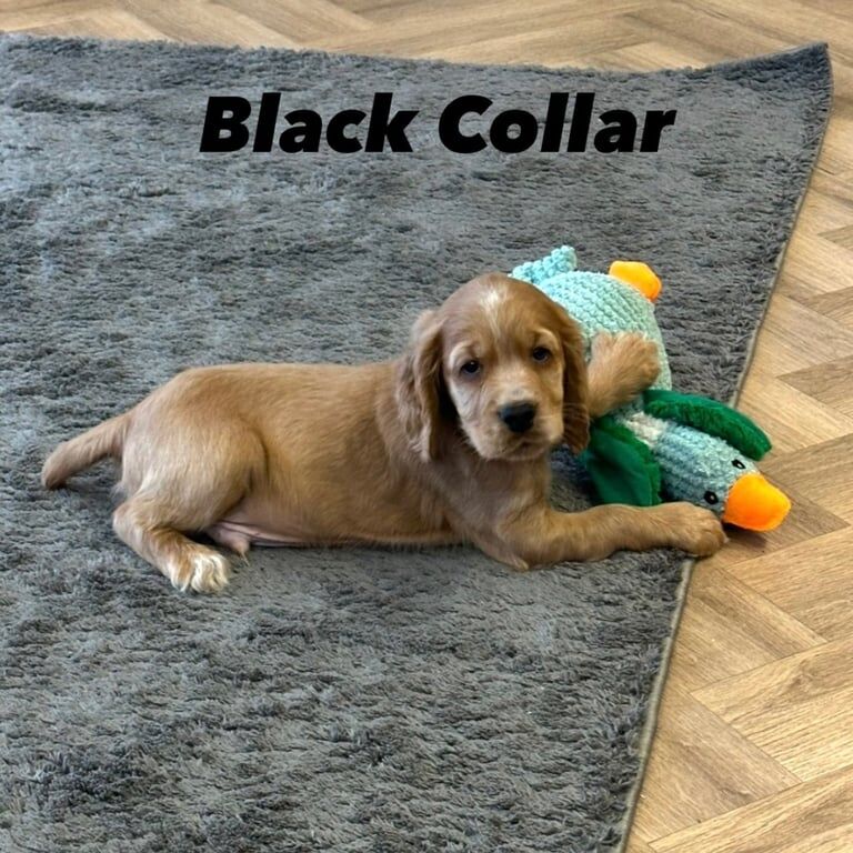 Cocker Spaniel puppies for sale in Wheatley Hill, Durham – KC registered, 1 year old - Image 3 of 3