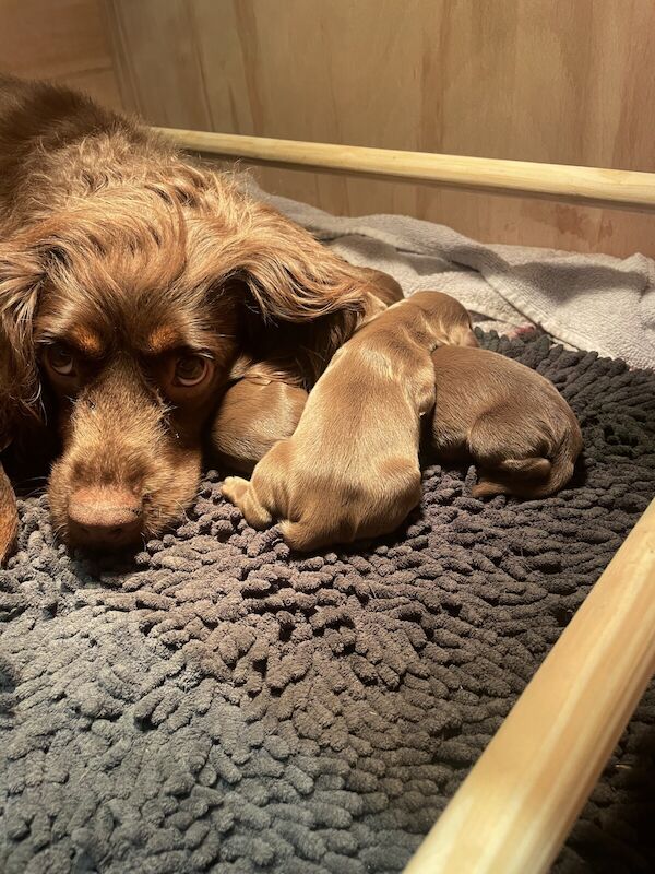 Cocker Spaniel puppies for sale in Chatteris, Cambridgeshire – KC registered, 11 months old - Image 2 of 3