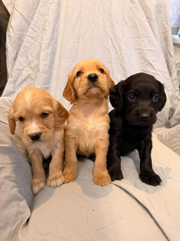 Cocker Spaniel puppies for sale in Highworth, Wiltshire – KC registered, 4 weeks old
