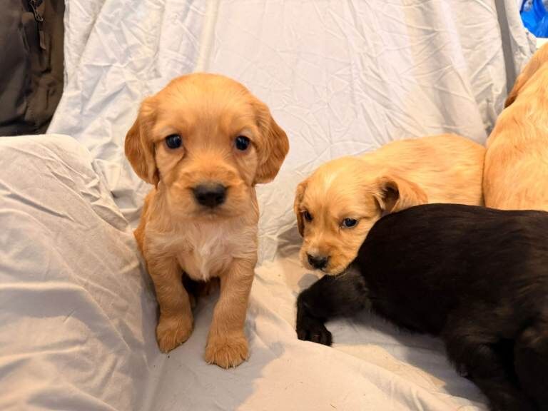Cocker Spaniel puppies for sale in Highworth, Wiltshire – KC registered, 7 weeks old - Image 2 of 5